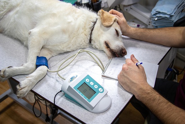 Domestic Pet K9 dog with damaged ear, at the vet for surgery, caused by corkscrew Erodium botrys weed